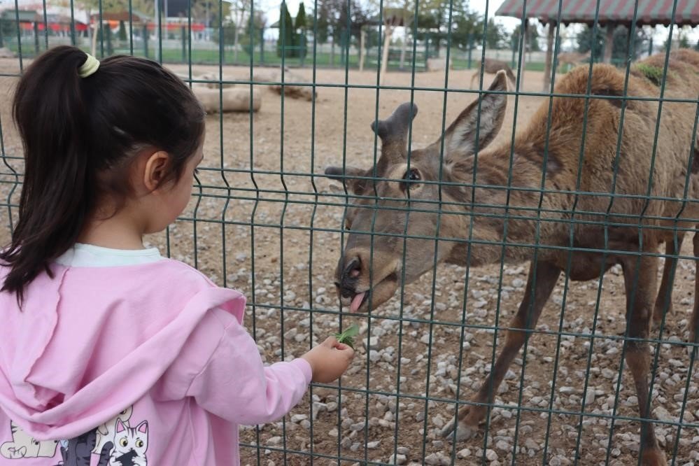 Vatandaşlar bayramda hayvanat bahçesine akın etti: 100 bin ziyaretçi
