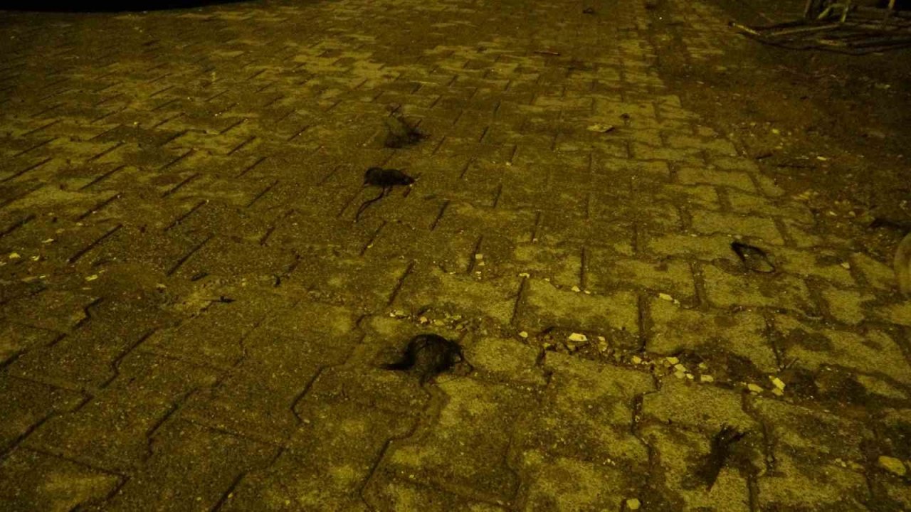 Kadınların saç baş yolduran kavgasında bıçaklanan polis memuru yaralandı