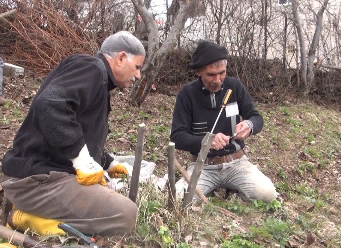 Meyve ağaçlarında aşılama dönemi başladı