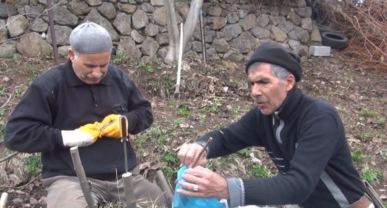 Meyve ağaçlarında aşılama dönemi başladı