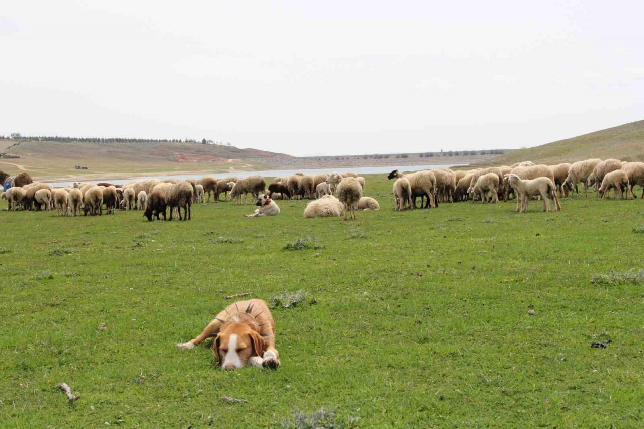 Eskişehir’de baharını alma dönemiyle birlikte koyunlar yemyeşil meralara akın etti