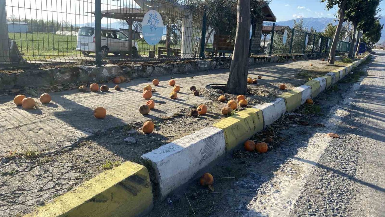 Pidelerin vazgeçilmezi turunçlar sokağa döküldü