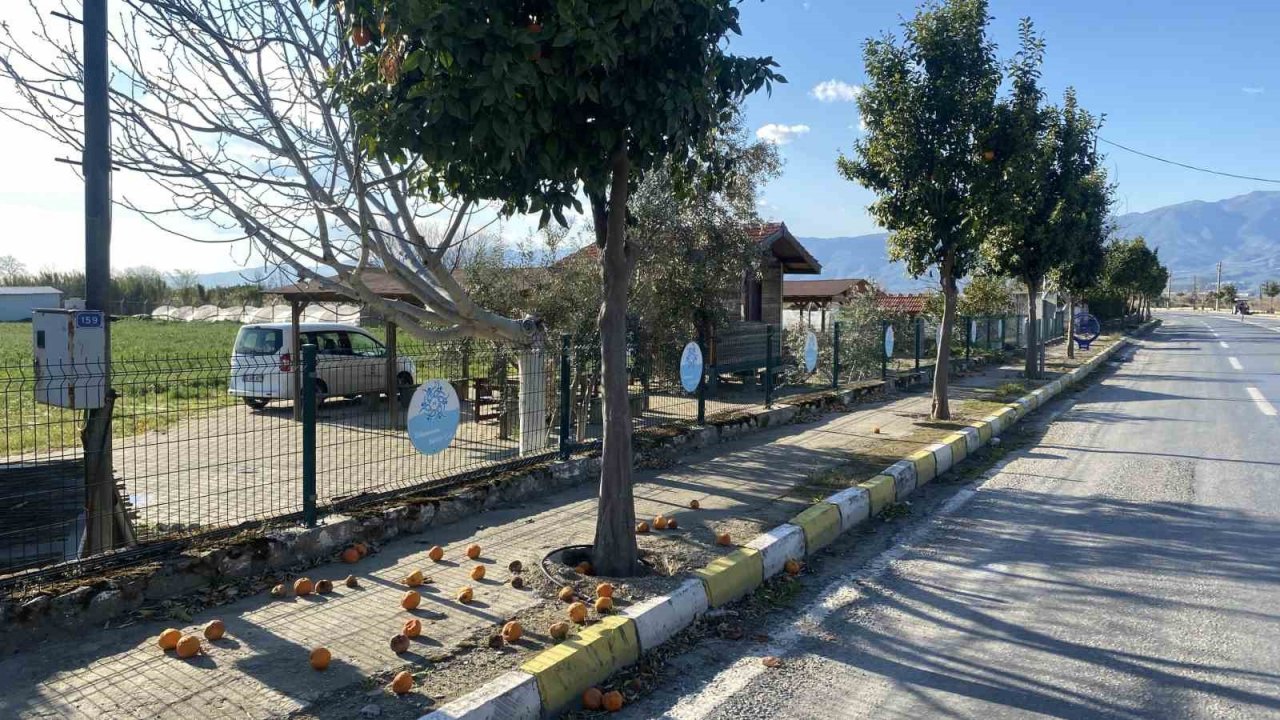 Pidelerin vazgeçilmezi turunçlar sokağa döküldü