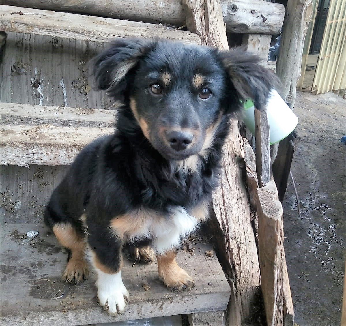 Kayıp köpeğini bulana ödül verecek