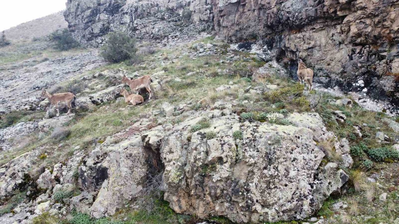 Dağların süsü yaban keçileri Gümüşhane’de dronla görüntülendi