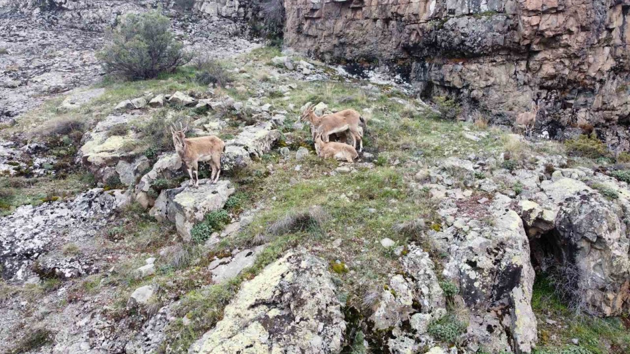 Dağların süsü yaban keçileri Gümüşhane’de dronla görüntülendi