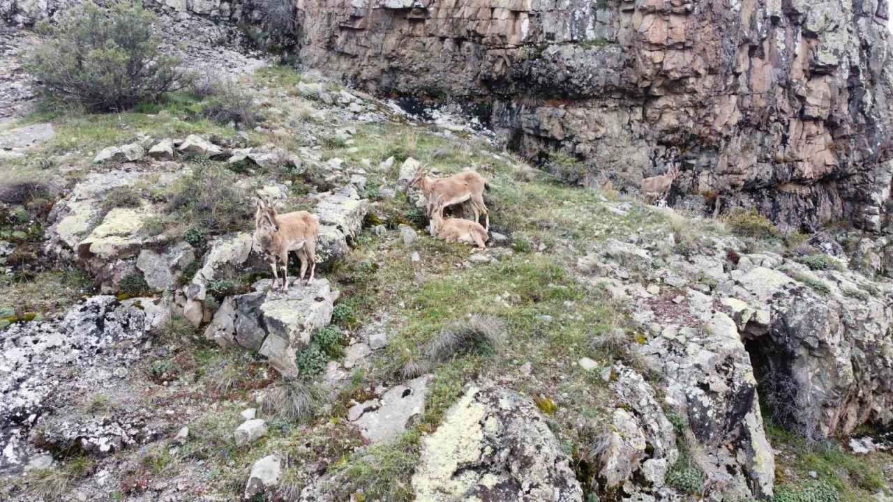 Dağların süsü yaban keçileri Gümüşhane’de dronla görüntülendi