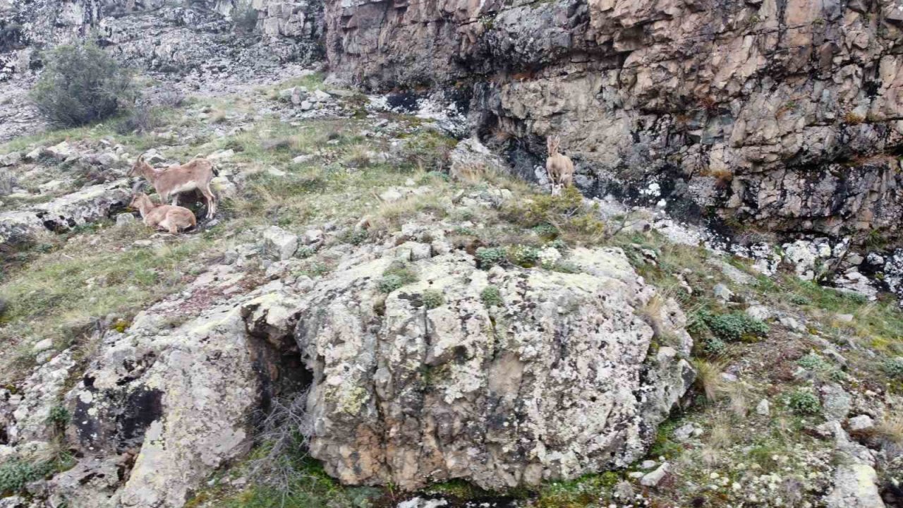 Dağların süsü yaban keçileri Gümüşhane’de dronla görüntülendi