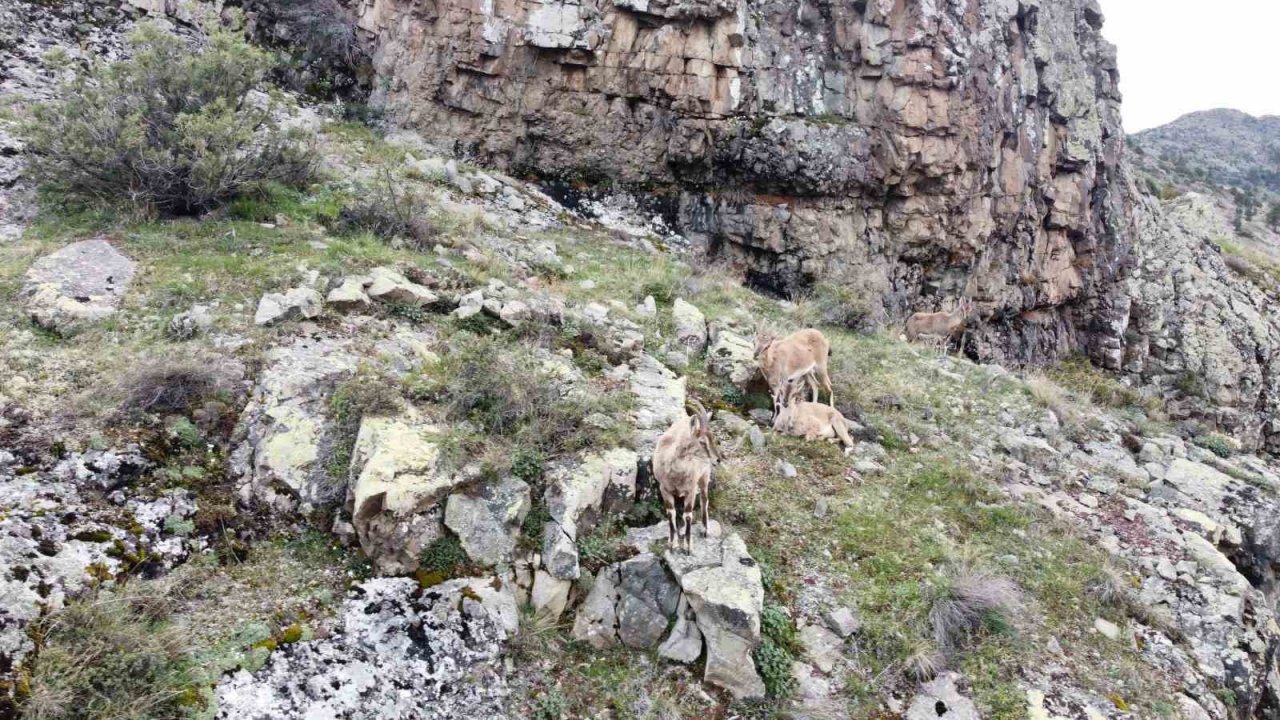 Dağların süsü yaban keçileri Gümüşhane’de dronla görüntülendi