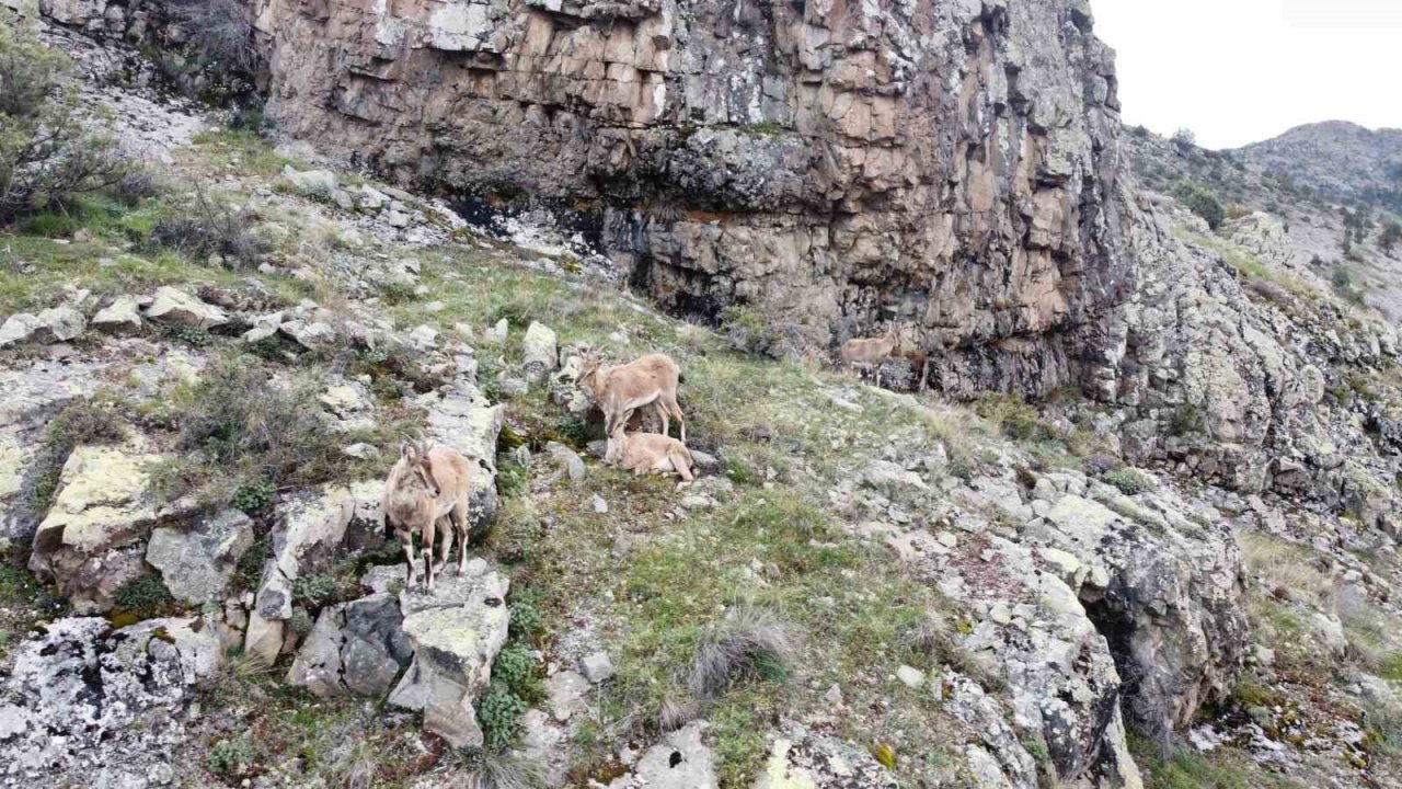 Dağların süsü yaban keçileri Gümüşhane’de dronla görüntülendi