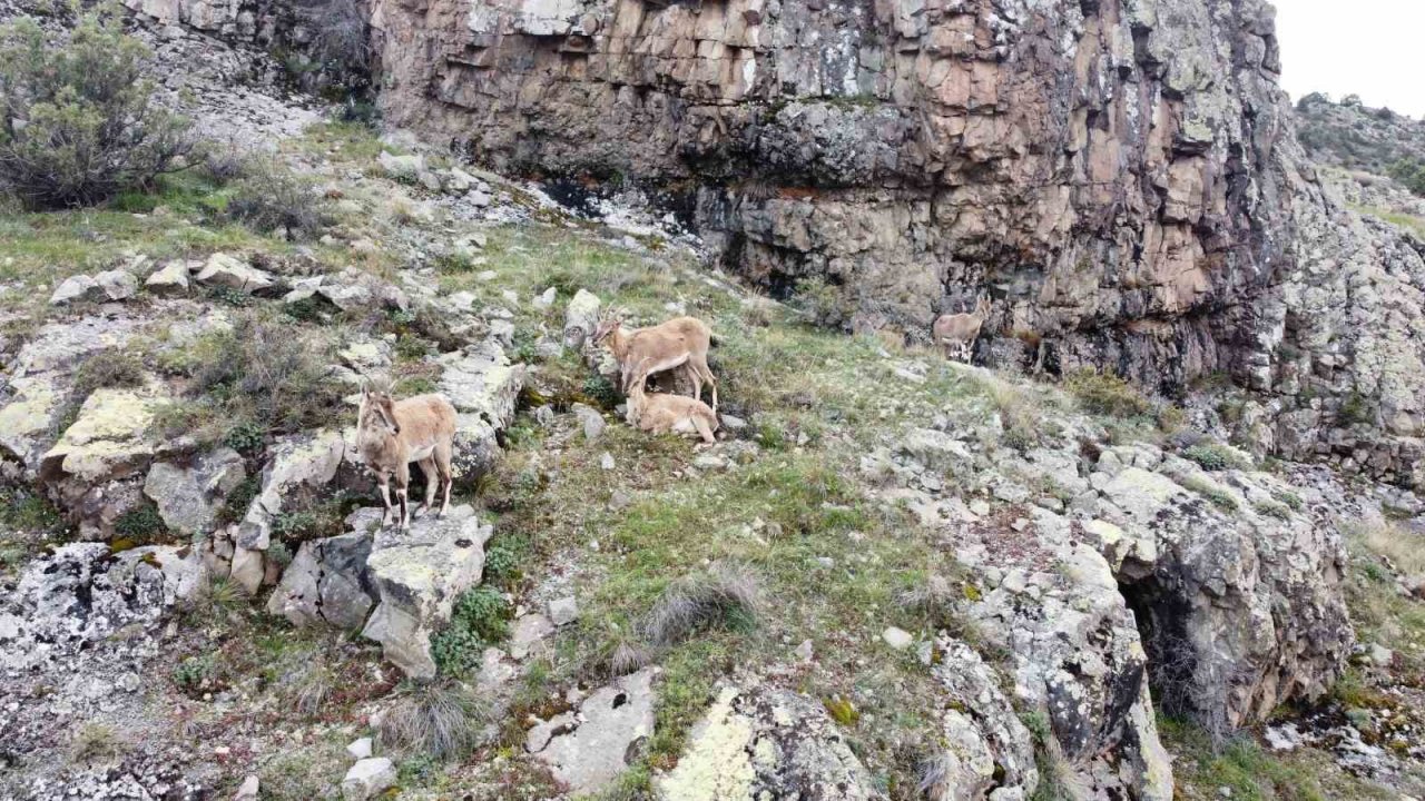 Dağların süsü yaban keçileri Gümüşhane’de dronla görüntülendi