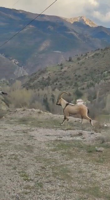 Dağların süsü yaban keçileri Gümüşhane’de dronla görüntülendi