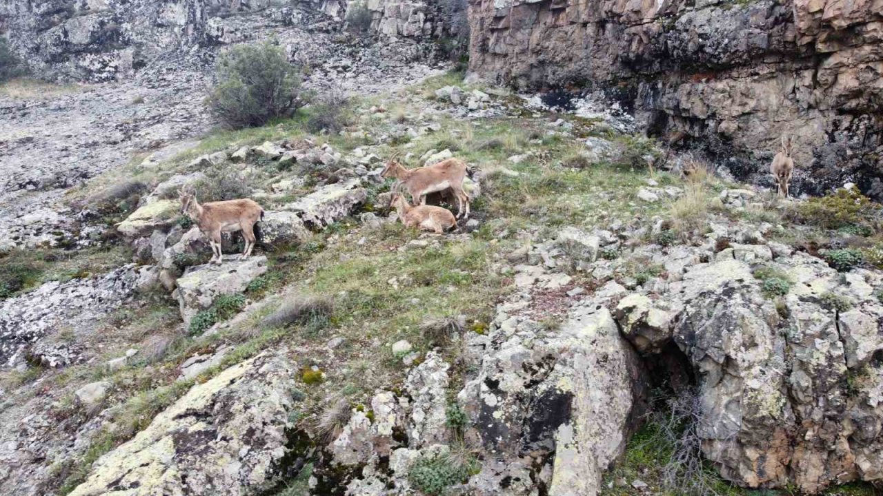 Dağların süsü yaban keçileri Gümüşhane’de dronla görüntülendi