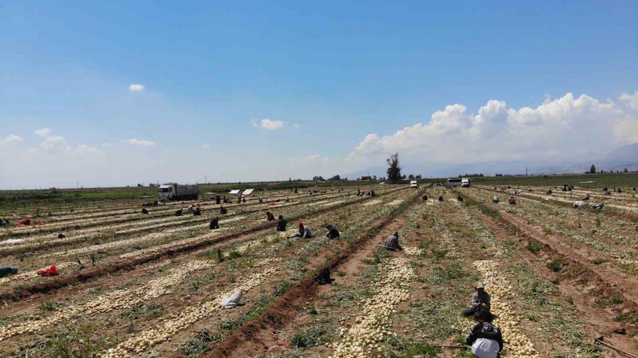 Soğan tarlada 9-10 lira seviyesine düştü