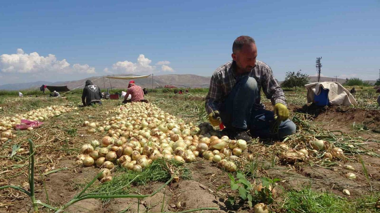 Soğan tarlada 9-10 lira seviyesine düştü