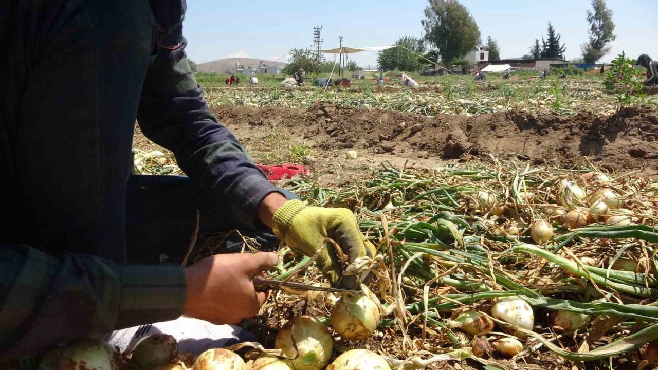 Soğan tarlada 9-10 lira seviyesine düştü