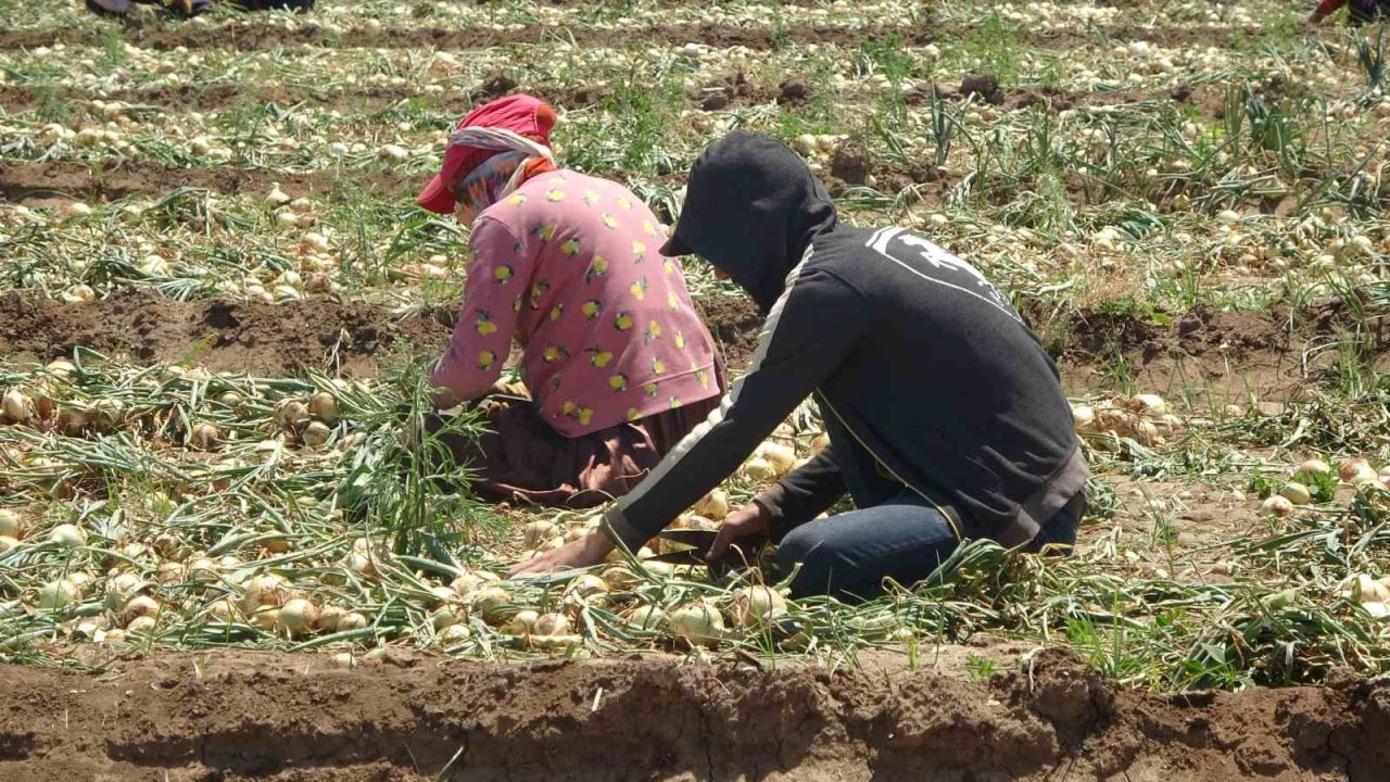 Soğan tarlada 9-10 lira seviyesine düştü