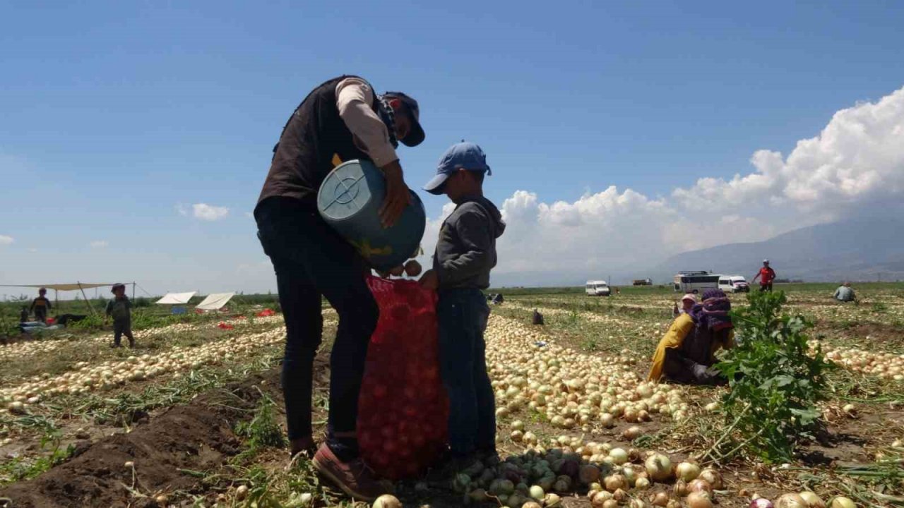 Soğan tarlada 9-10 lira seviyesine düştü