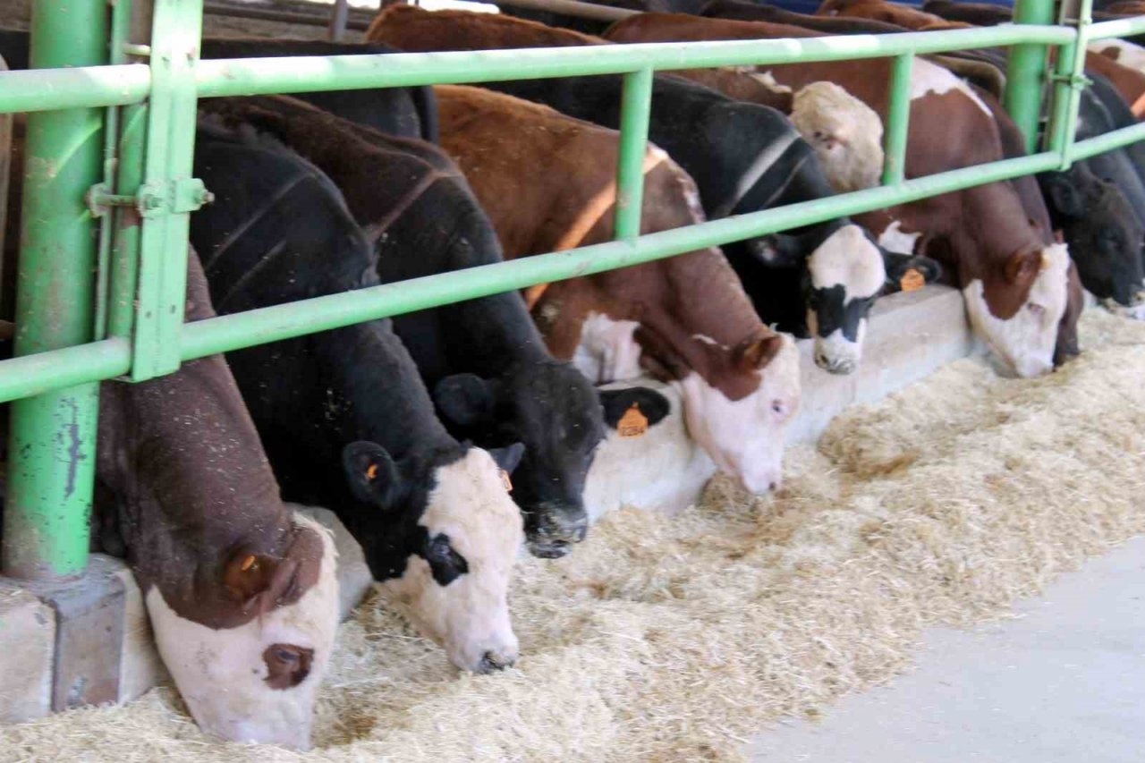 Hayvan hareketleri kısıtlaması 28 Nisan’da kaldırılacak