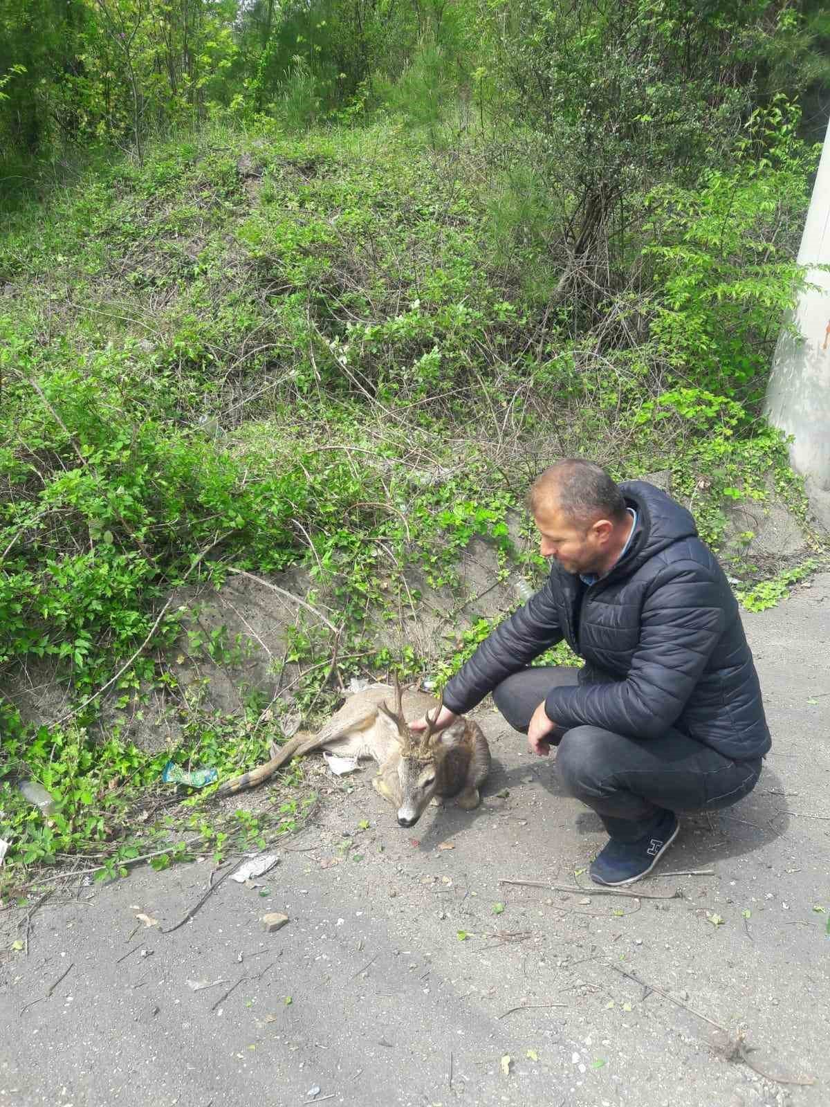 Yaralı karaca tedavi altına alındı