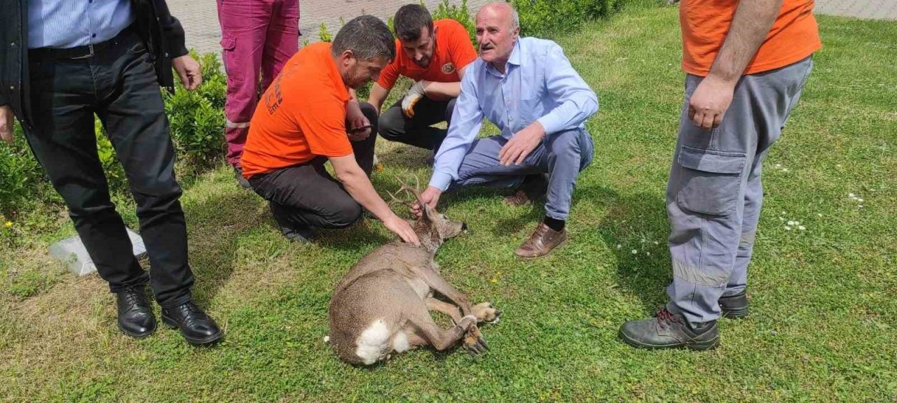 Yaralı karaca tedavi altına alındı