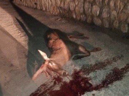 Aracın çarptığı geyik telef oldu, 2 kişi yaraladı