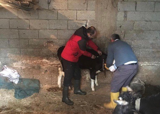 Muğla Tarım ve Orman Müdürlüğü Şap Aşısı hakkında açıklama yaptı