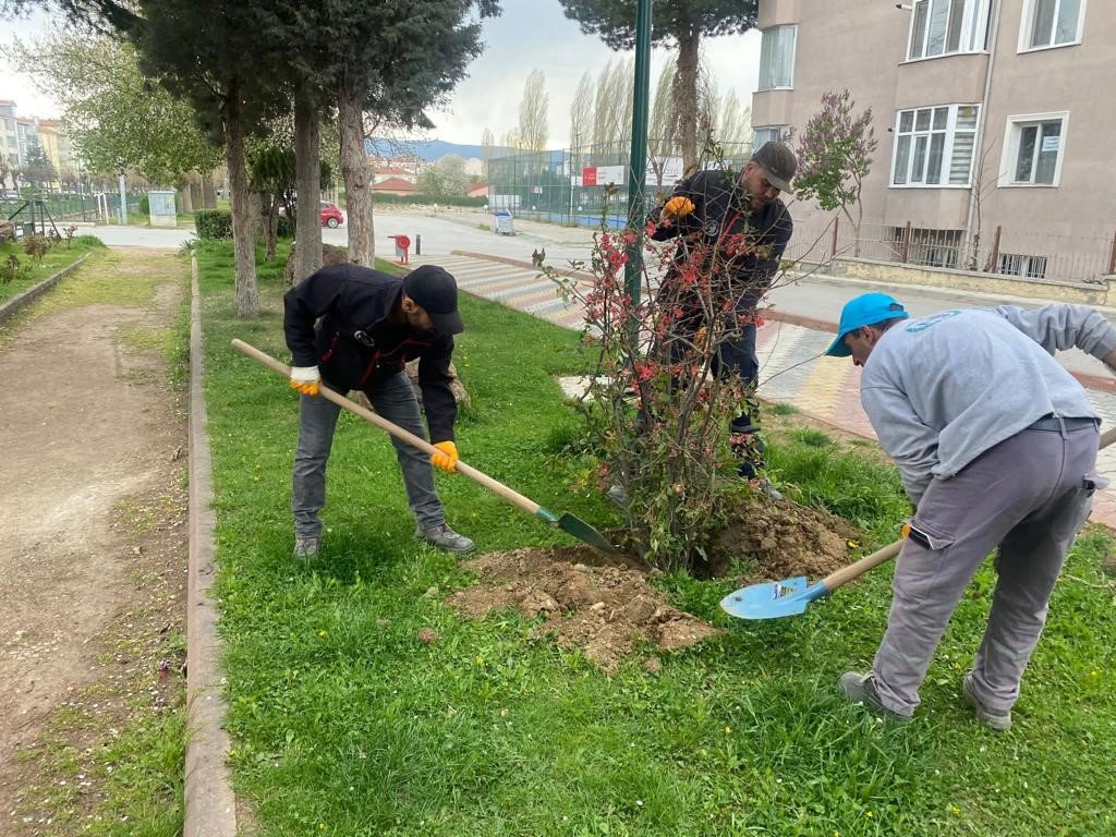 Orta refüjlerdeki bitkiler yeşil alanlara dikiliyor