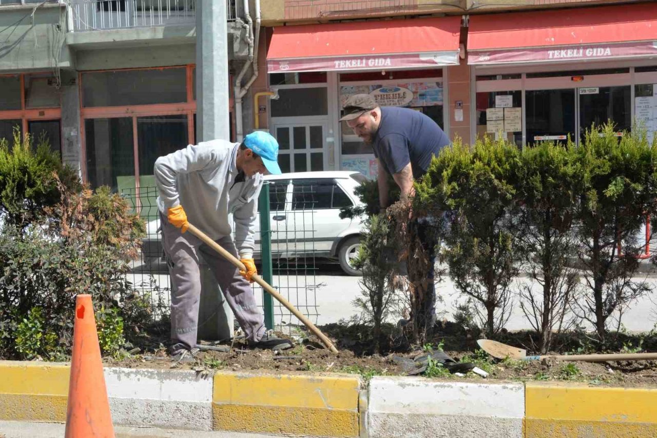 Orta refüjlerdeki bitkiler yeşil alanlara dikiliyor