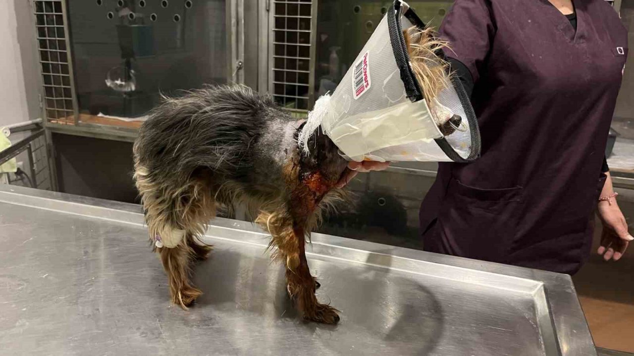 Şehrin ortasında ’Pitbull’ vahşeti