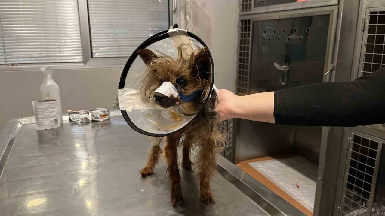 Şehrin ortasında ’Pitbull’ vahşeti