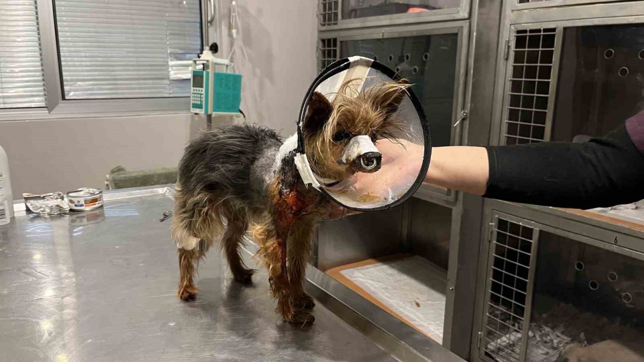 Şehrin ortasında ’Pitbull’ vahşeti