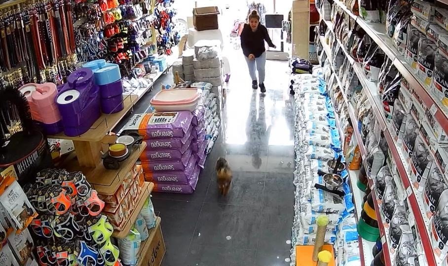 Şehrin ortasında ’Pitbull’ vahşeti