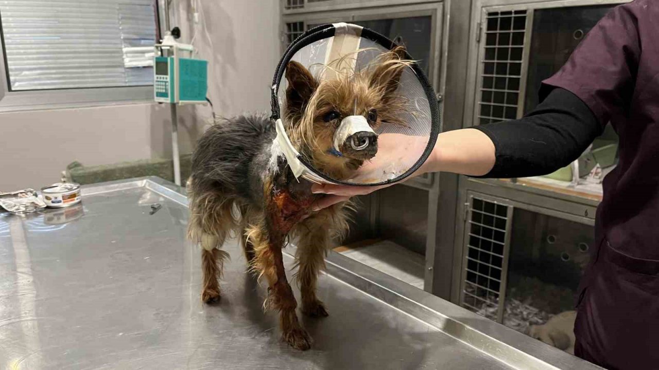 Şehrin ortasında ’Pitbull’ vahşeti