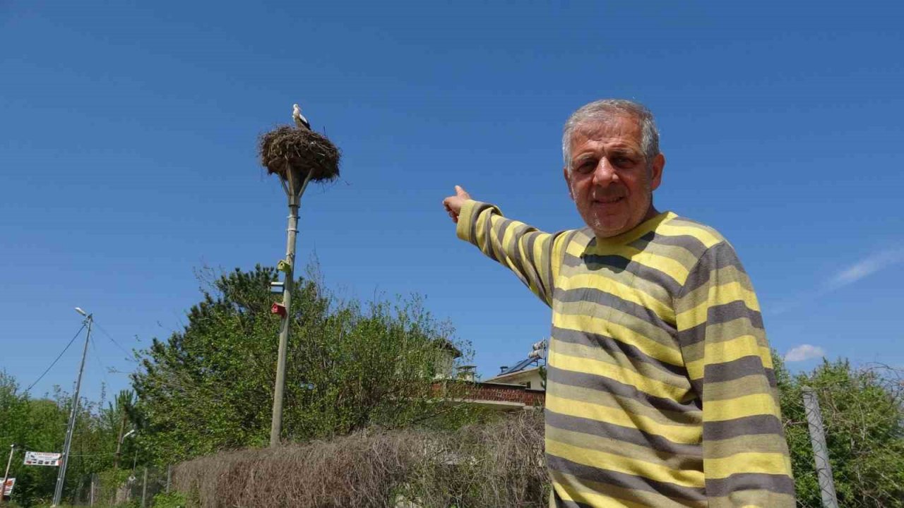 Ulaş köyü leylekleri 15 yıl köyde ikinci bir yuva oluşturdu