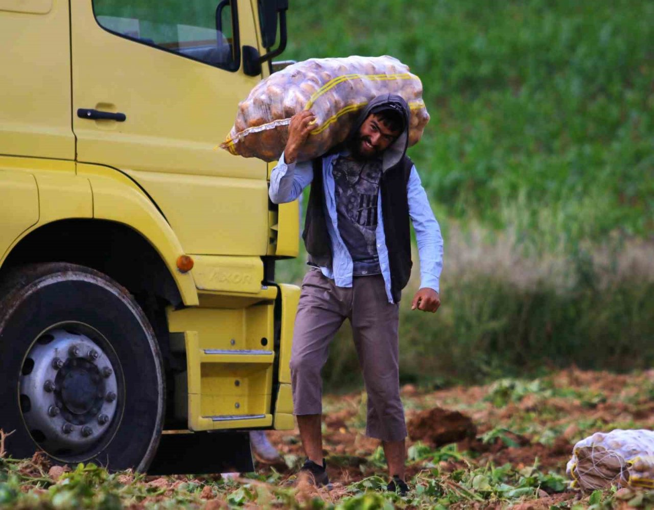 Turfanda patates hasadı başladı, bu yıl verim yüksek