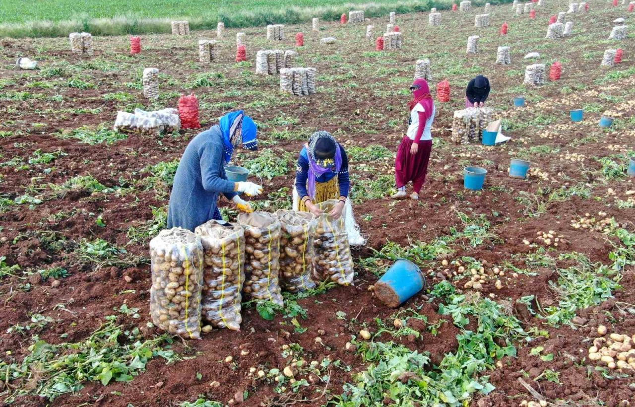 Turfanda patates hasadı başladı, bu yıl verim yüksek