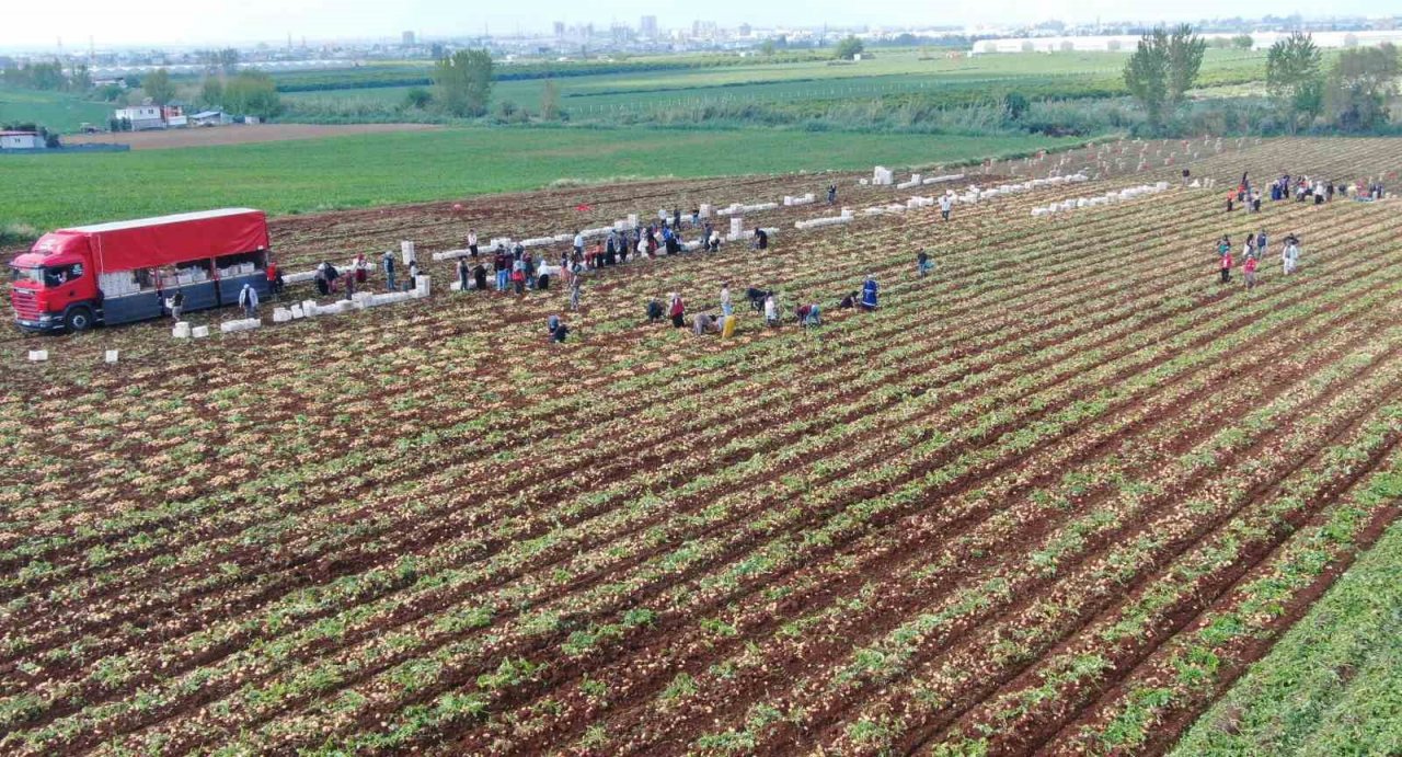 Turfanda patates hasadı başladı, bu yıl verim yüksek