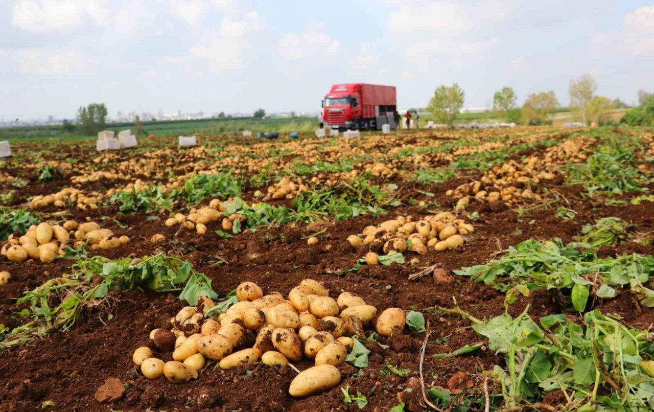 Turfanda patates hasadı başladı, bu yıl verim yüksek