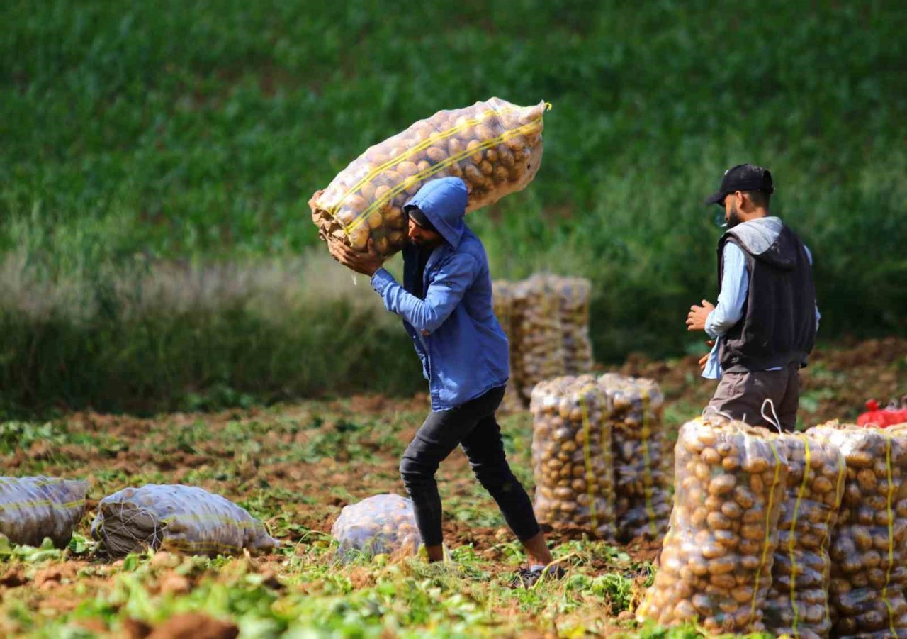 Turfanda patates hasadı başladı, bu yıl verim yüksek