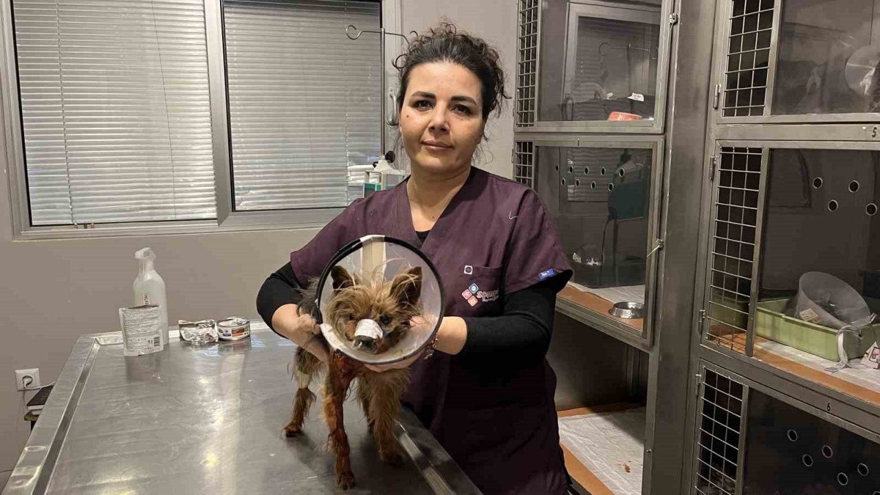 Şehrin ortasında ’Pitbull’ vahşeti