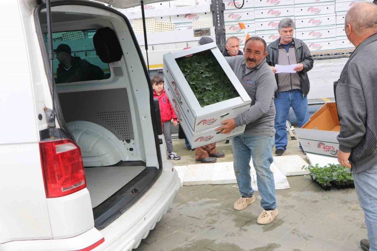 Yalova’da çiftçilere 252 bin adet sebze fidesi dağıttı