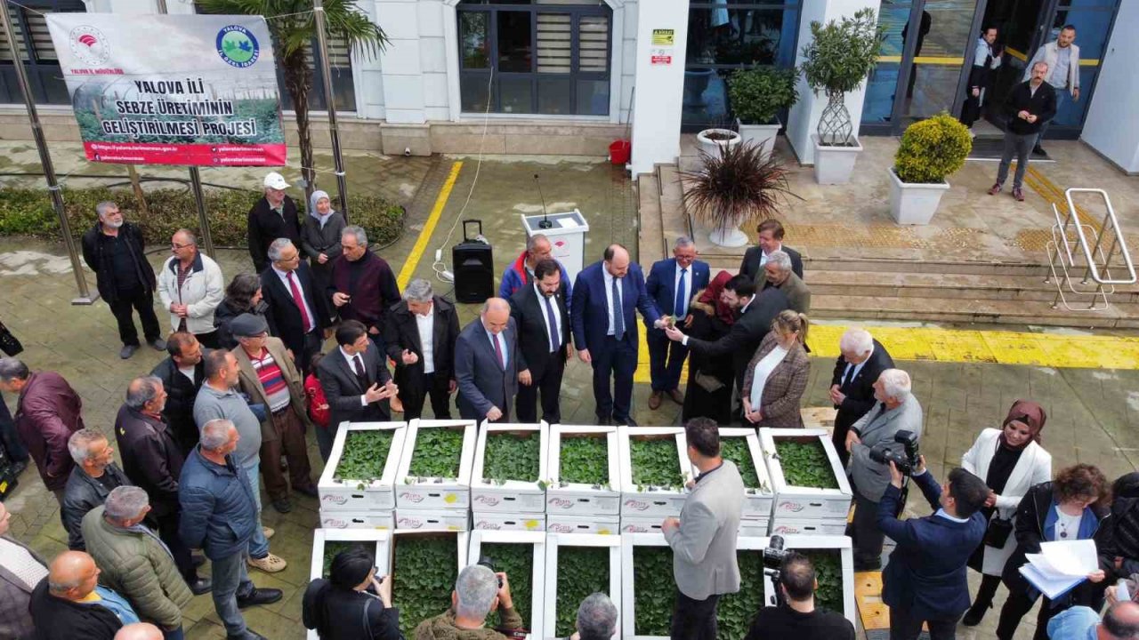 Yalova’da çiftçilere 252 bin adet sebze fidesi dağıttı