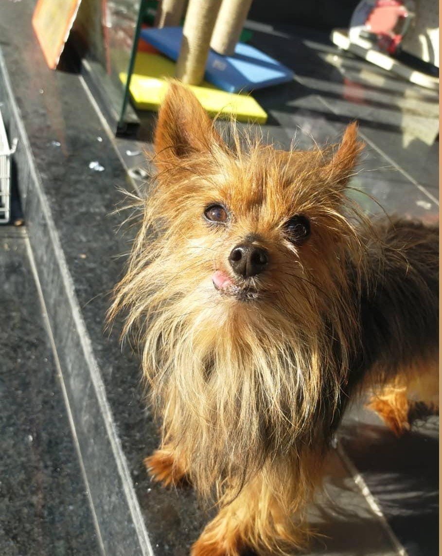 Şehrin ortasında ’Pitbull’ vahşeti