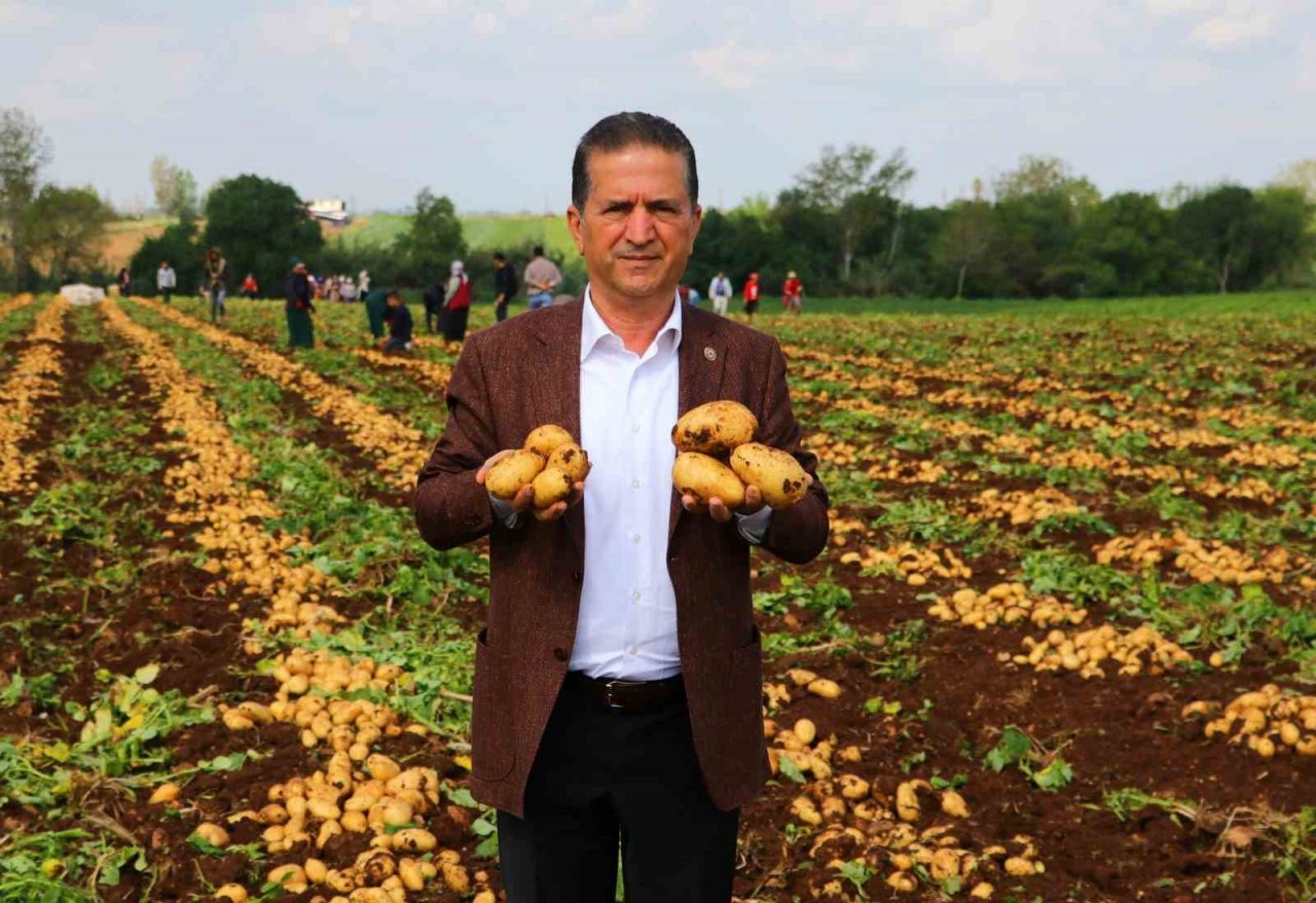 Turfanda patates hasadı başladı, bu yıl verim yüksek
