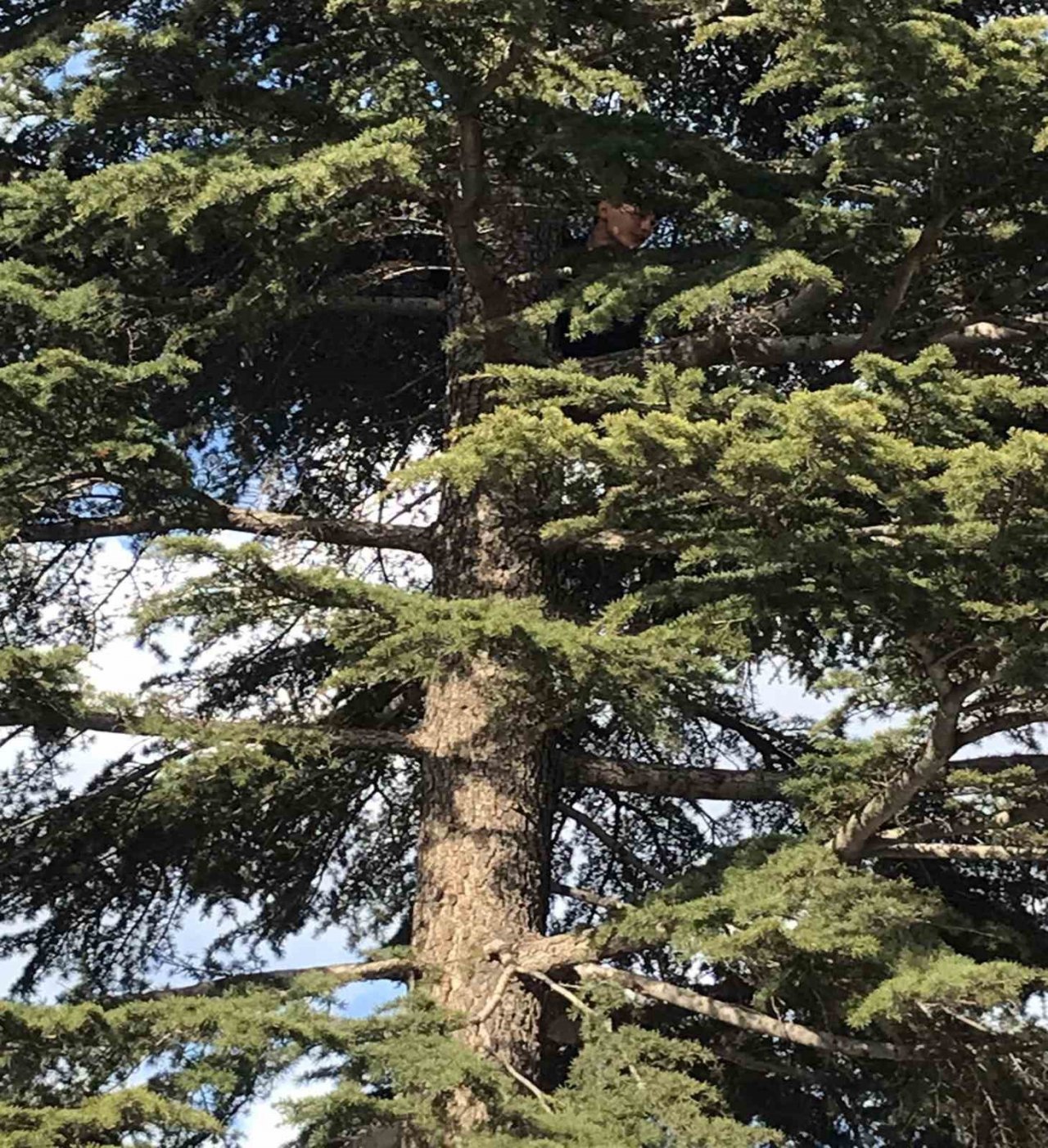 Çıktığı ağaçtan inemeyen çocuğu itfaiye kurtardı