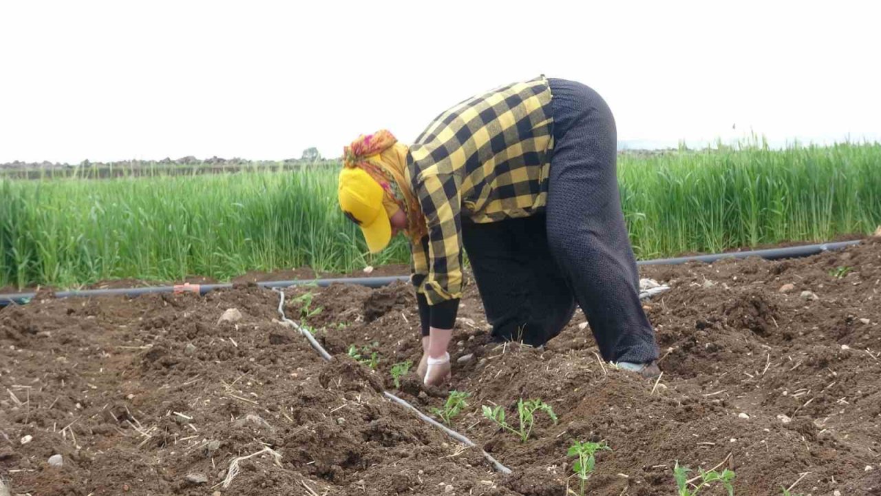 Kilisin en küçük ilçesi Polateli’nde domates fidesi toprakla buluştu