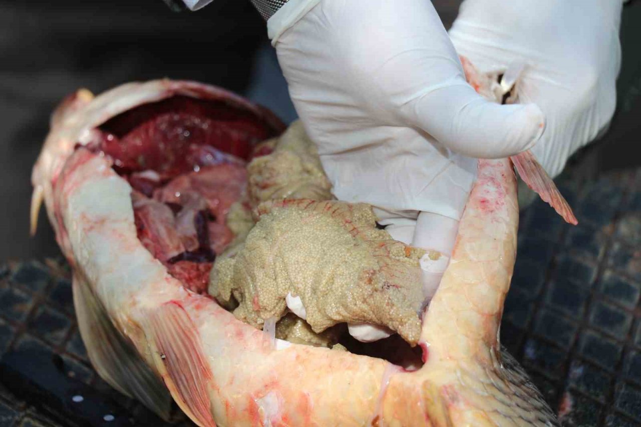 Elazığ’da kaçak avlanan 2,5 ton balık ele geçirildi