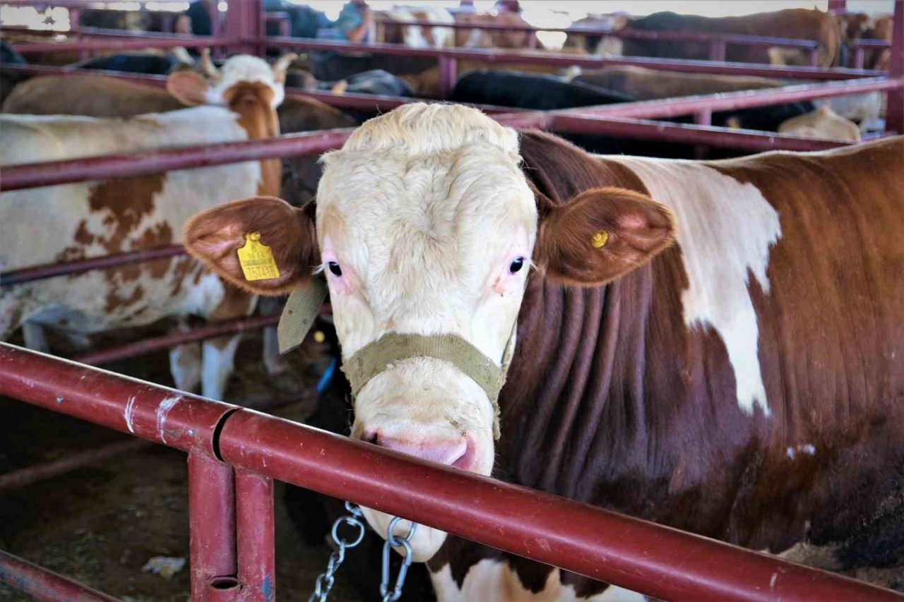 Hayvan hareketleri kısıtlaması 28 Nisan’da son buluyor