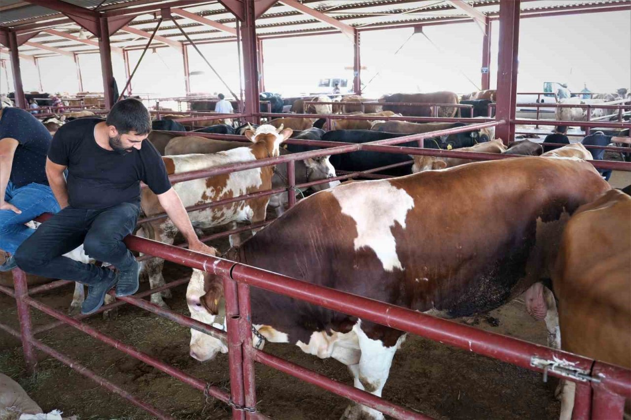 Hayvan hareketleri kısıtlaması 28 Nisan’da son buluyor